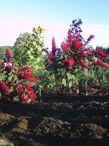 Amaranth - , (us)