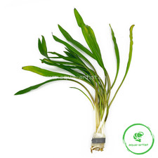 Cryptocoryne spiralis