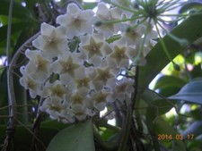 Hoya Pubicalyx - 'White