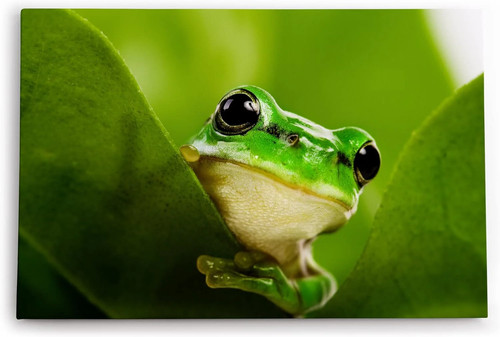 120x80cm wandbild frosch - 120x80cm,