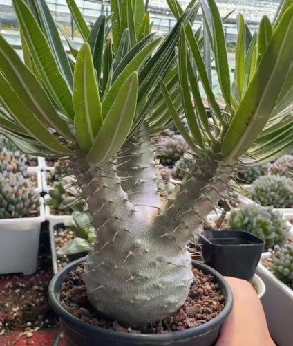Rare live 6cm - 6cm, ssp