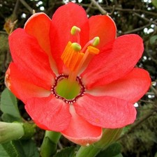 BERGCURUBA - PASSIONSBLUME 10+