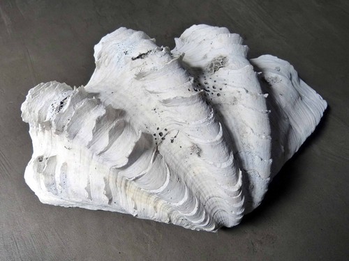 Riesenmuschel tridacna gigas - riesenmuschel, +