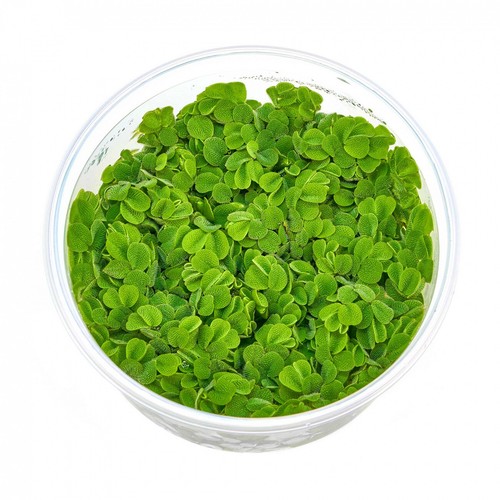 Salvinia auriculata - , |