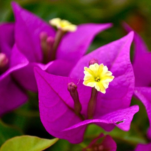 Bougainvillea spectabilis - ,