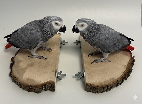 Vogel sitzbretter - vogel,
