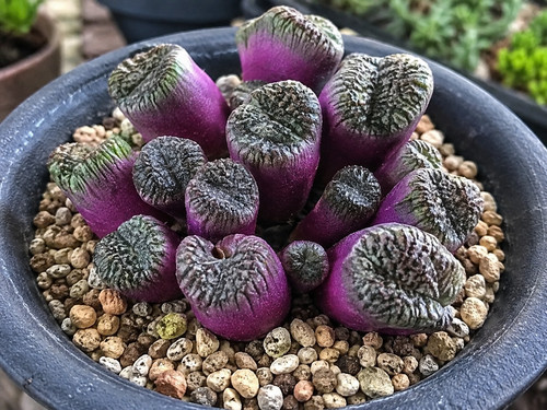 870mk lithops karasmonata - 870mk,