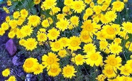 Arabische ringelblume - arabische,
