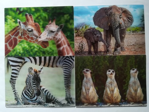 Ansichtskarte giraffen - d,