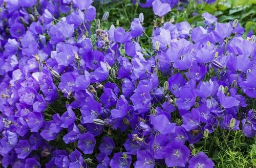Blaue karpaten glockenblume - -,