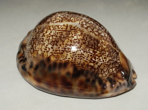 Meeresschnecke cypraea arabica - meeresschnecke,