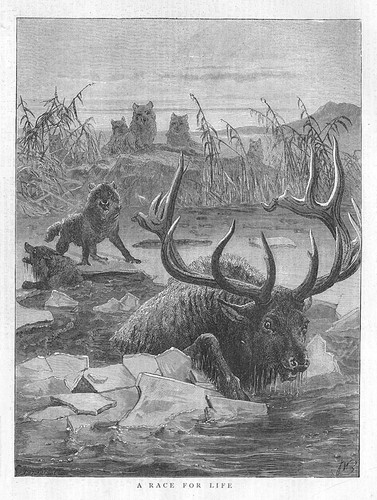 Wolf und hirsch ein - wolf,
