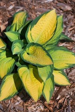 Hosta x fortunei 'Orange Marmalade', Funkie, grün-gelb, ca. 11x11 cm Topf