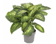 Dieffenbachie FloraSelf Dieffenbachia 'Reeva' Ø 24 cm Topf