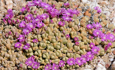 SAMEN der FELSENSTEIN liebt ein warmen Platz Fensterbank oder Kakteengarten