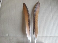 4 rotbraun gemusterte  Pfauenfedern ,  23 cm  lang