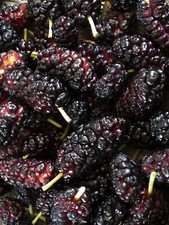 1 x Schwarzer Maulbeerbaum -