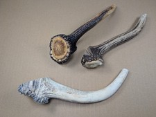 3 Augsprossen Abwurfstangen Hirschgeweih 20-25 cm Gehörn Geweihstangen Rothirsch
