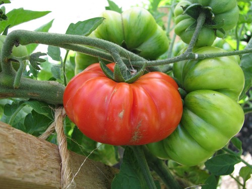 Costoluto genovese gerippte - costoluto,