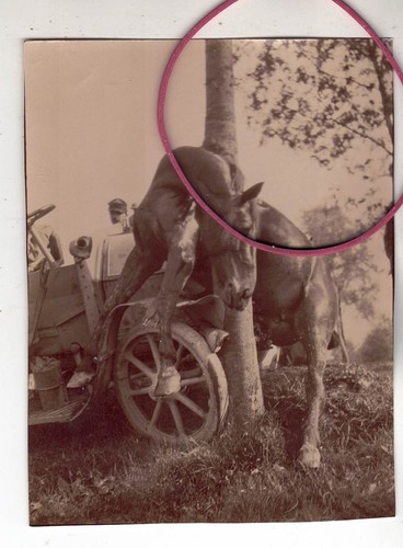 Photo foto auto - foto,