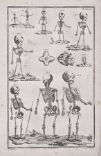 Skelette skeletons Skelett Medizin medicine Kupferstich engraving 1760