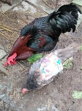 🐔🐔🐔  Hühnersattel