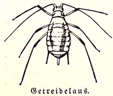 Alte Lithographie, Getreidelaus, Getreidehähnchen, ca. 1930, Getreidewaage, rar