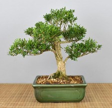 Bonsai Indoor, Chinesischer