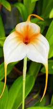 Masdevallia White Vampire NEW Orchideen Dracula Epidendrum