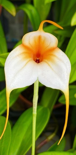 Masdevallia white vampire - white, new