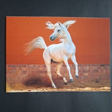 Pferdepostkarte AK Pferd Korsch Vollblutaraber 01/2019