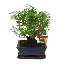 Bonsai - Bonsai - Serissa - Junischnee - Kugel-Form - ca. 6 Jahre
