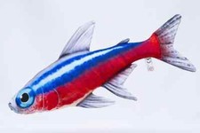 Gaby NEON Tetra 53cm