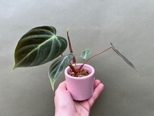 Philodendron spec. El Choco