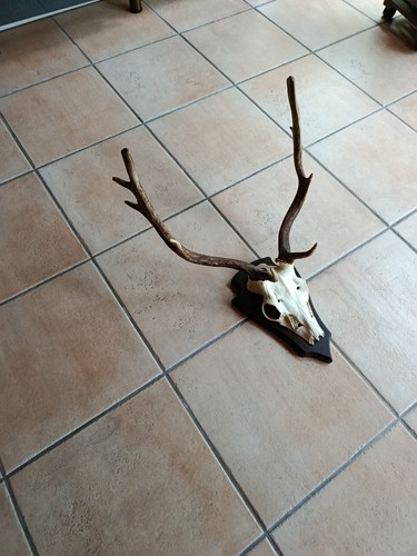 Hirschgeweih damhirsch - hirschgeweih,