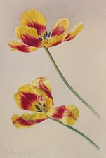 Fritz Berger Blumenstudie