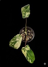 Variegated Philodendron