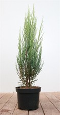 Juniperus scopulorum 'Blue