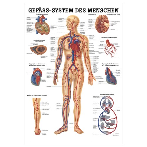 Das gefäßsystem lehrtafel - das,