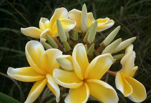 Frangipani plumeria eua - plumeria,