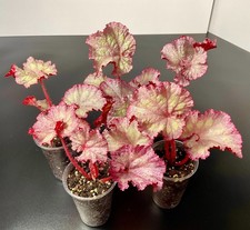 Rosa begonia rex pink panther - begonia,