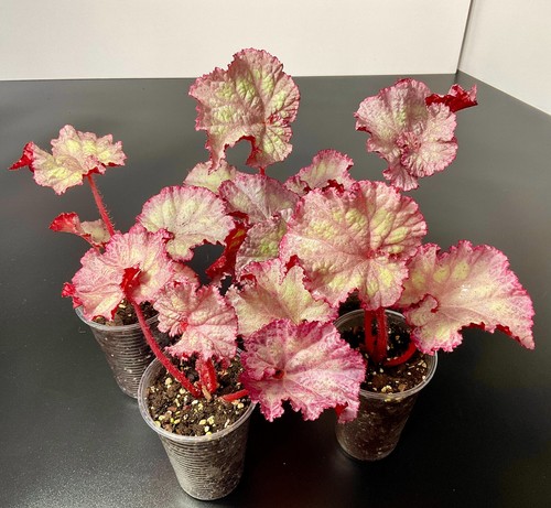 Rosa begonie pink - begonie, panther