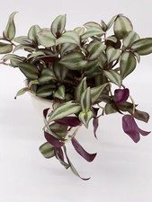 Zebrakraut Tradescantia