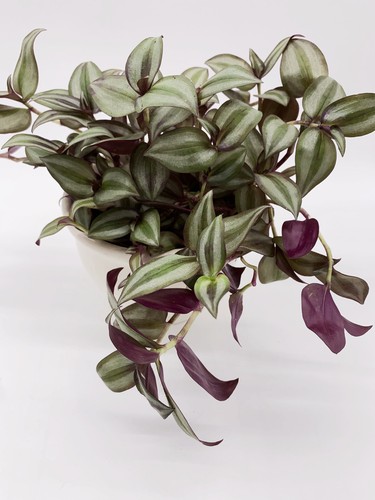 Zebrakraut tradescantia - zebrakraut,