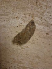 versteinerte schnecke 