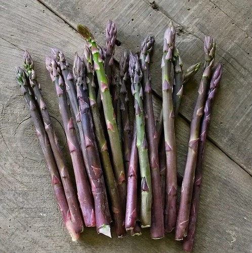 Sale1122 spargel argenteuil - spargel,