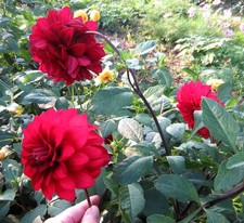 Dahlienknollen 2 Stück Schmuckdahlie dunkelrot groß - aus meinem Ökogarten