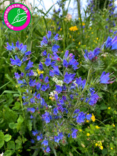 BLAUER NATTERNKOPF  ? 200+ Samen? wunderschön Bauerngarten Wildblume blau rosa