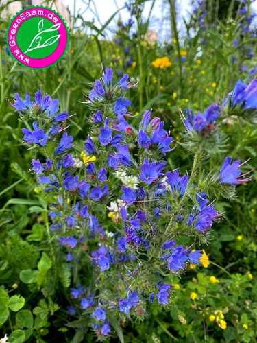 Blauer natternkopf 100 - natternkopf, 🐝