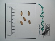 10x Palmen Samen Phoenix